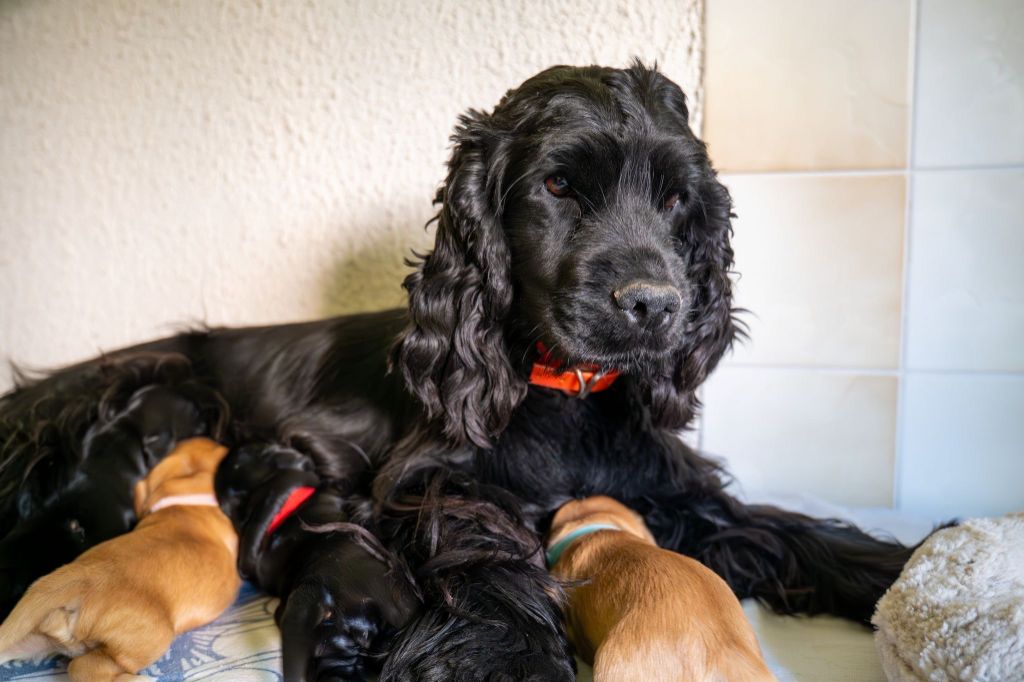 Chiot Cocker Spaniel Anglais De L'Etang Djatika
