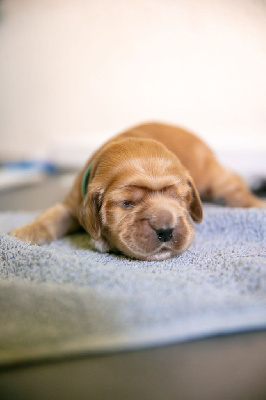 CHIOT 2
