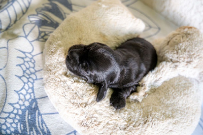 CHIOT 3