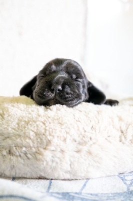 CHIOT 4